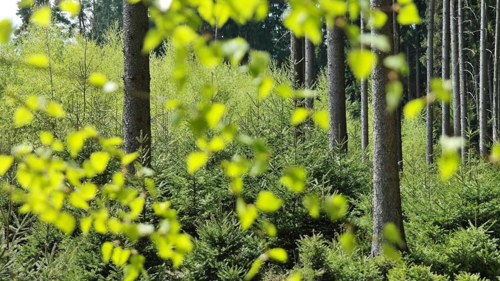 sustainable wood trees in nature